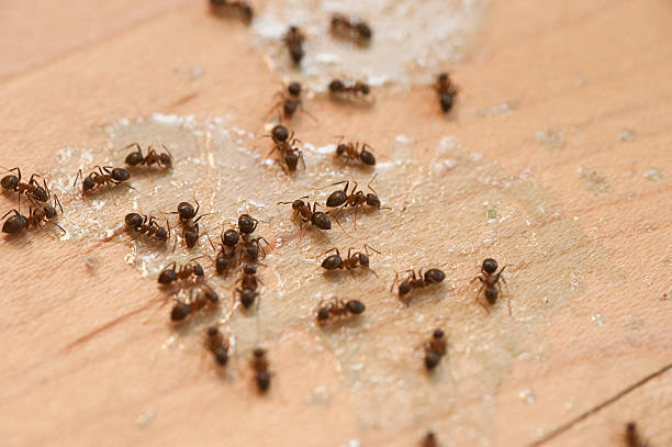 Best Insect Control  in Dyersville, IA